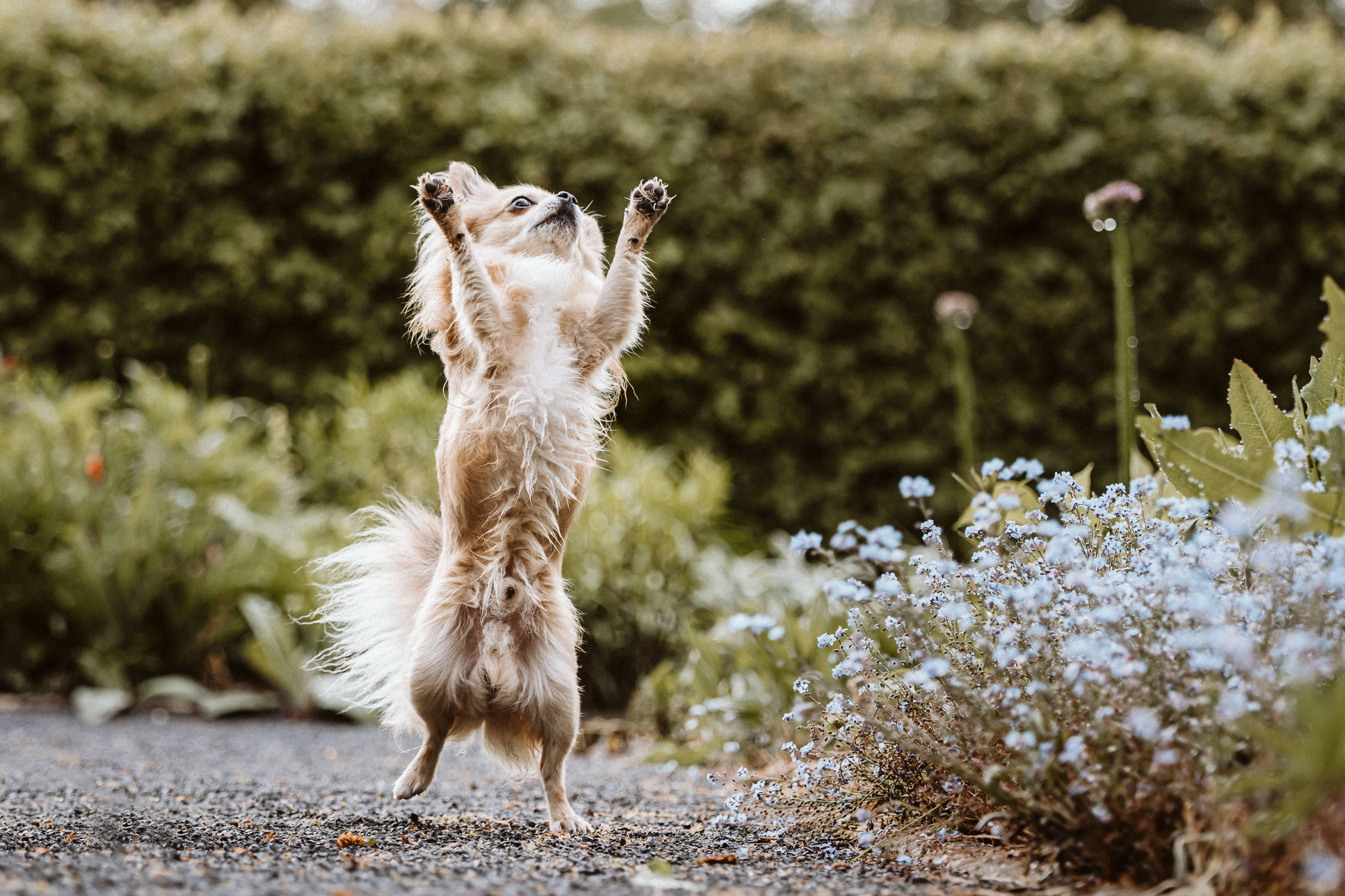 Benni © Britta Rausch 