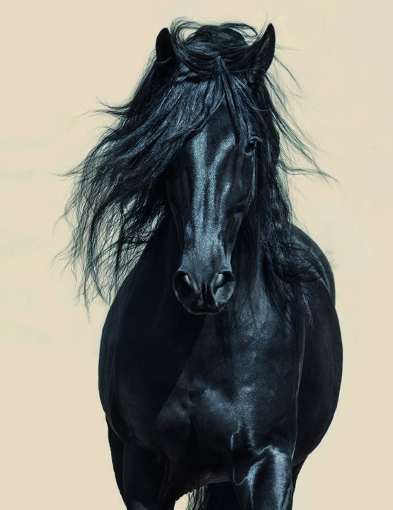 Ein schwarzes Pferd vor hellem Hintergrund – Symbolmotiv zum Fickstutenmarkt.