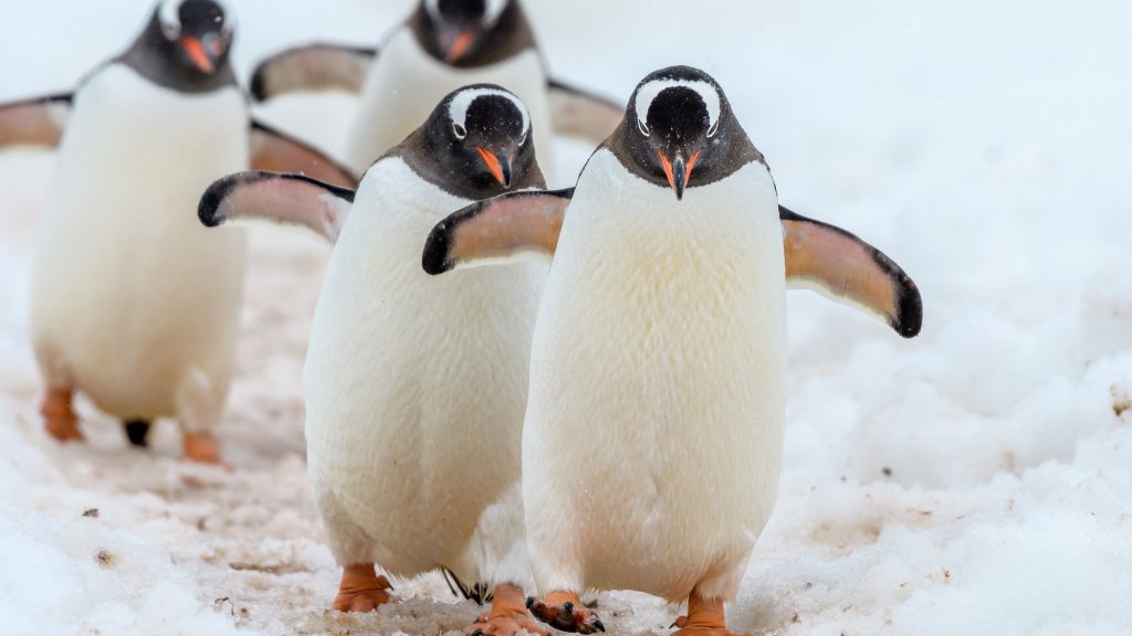 Im irländischen Aquarium sind die meisten Pinguine homosexuell // © Sunil Singh