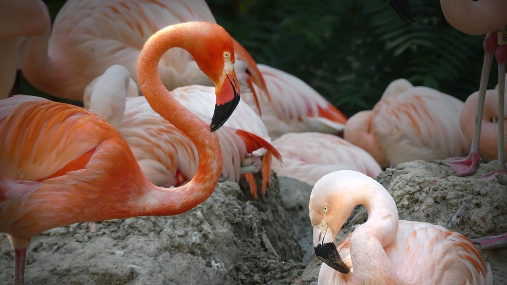 Flamingos Lance Bass und Freddie Mercury sind ein Paar // © facebook.com/DenverZoo