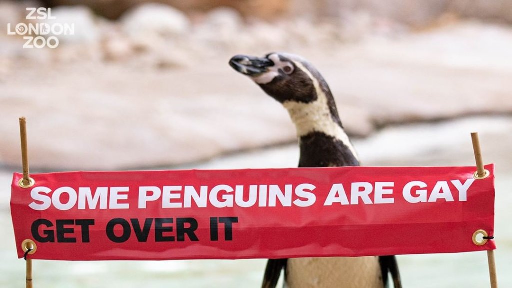 Einige Pinguine sind schwul // © instagram.com/zsllondonzoo