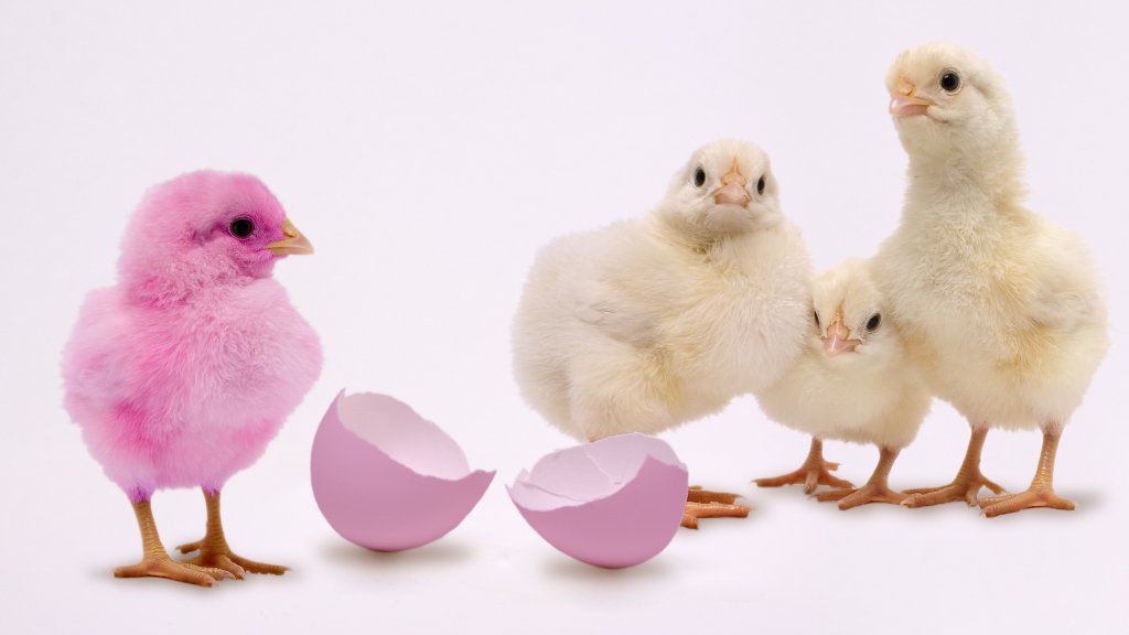 A chicken is born // © gchutka