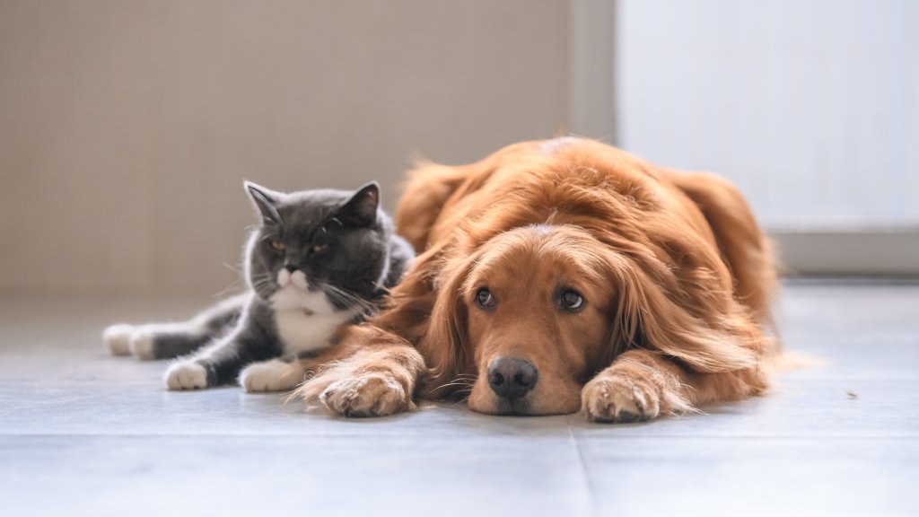 Hunde und Katzen sind dir zu langweilig?