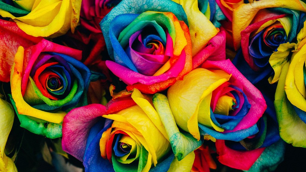 Regenbogen Rosen // © Archiv