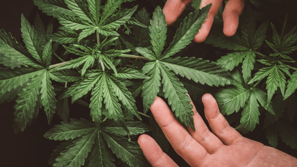 Cannabis // © Dmitry_Tishchenko