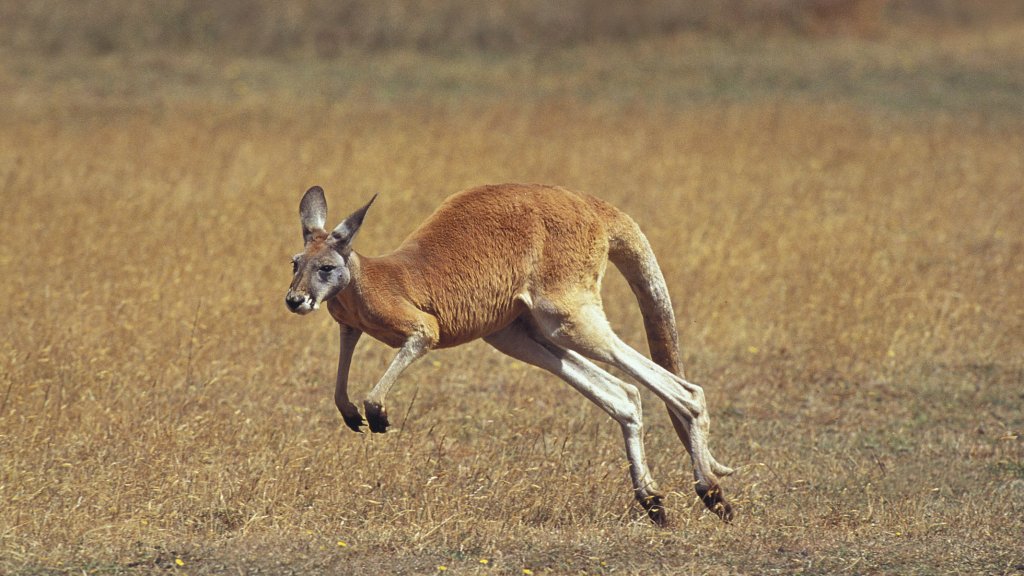 Känguru-Angriff auf australische Joggerin