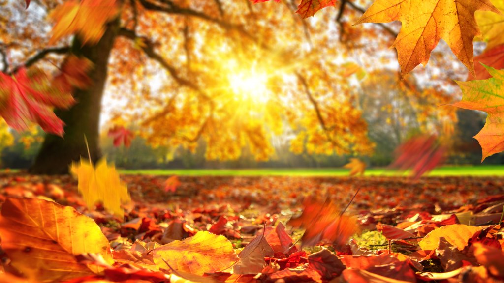 Mit gesundem Halbwissen in den Herbst