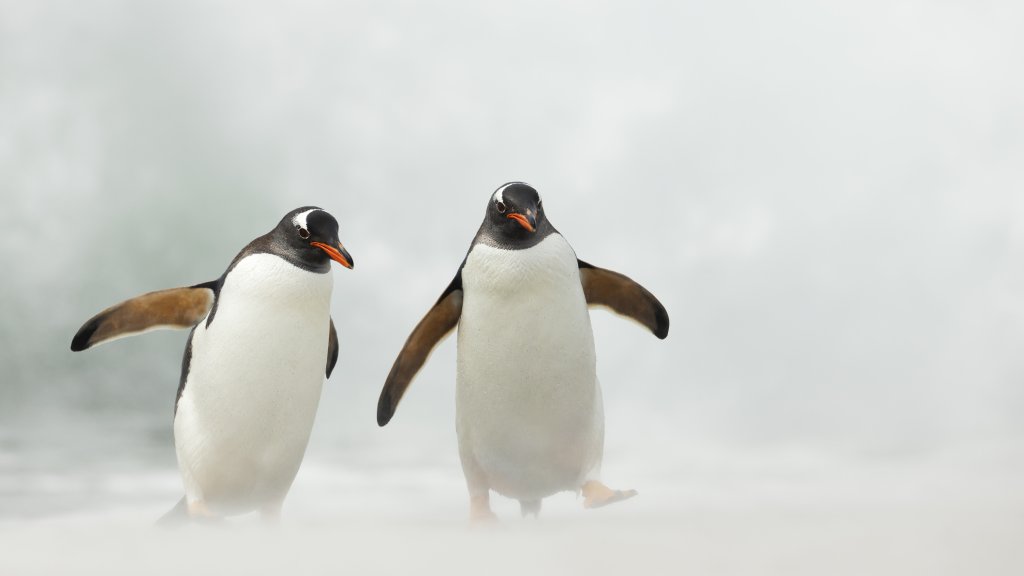 Schwules Pinguin-Paar Sphen und Magic