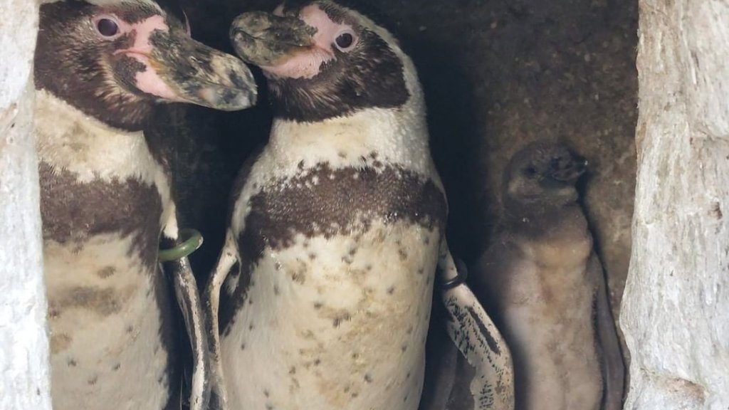 Schwules Pinguin-Paar aus englischem Zoo adoptiert ein Baby