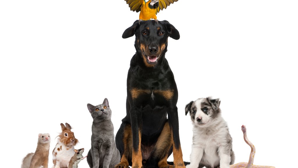Vegane Ernährung für Hund und Katz?