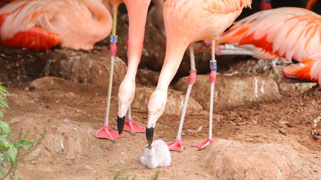 Schwule Flamingos