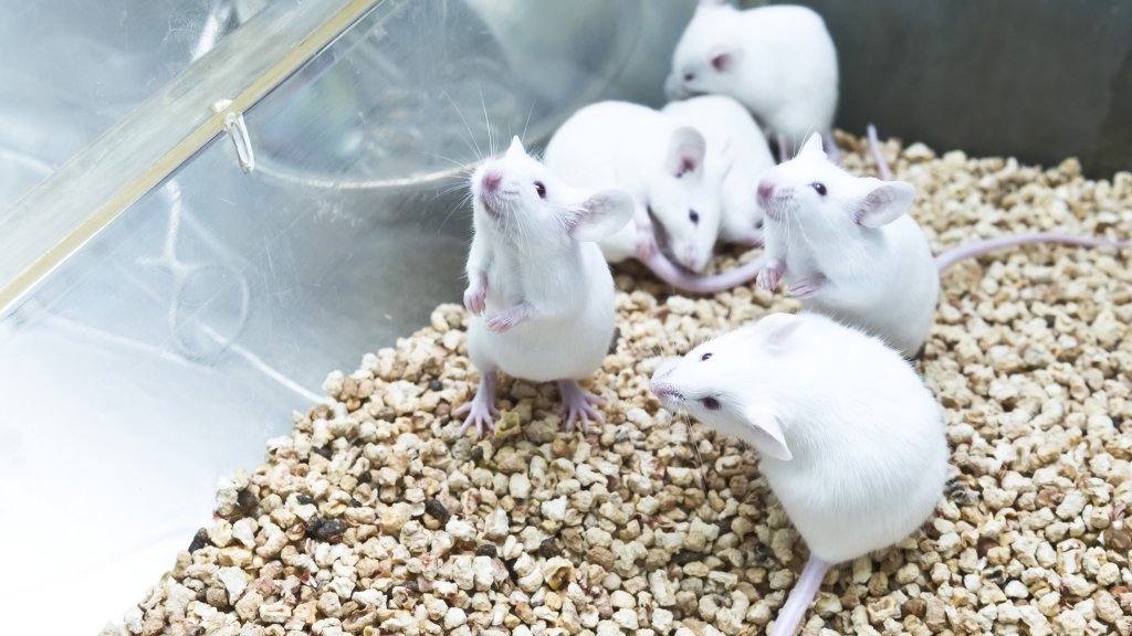 Sensation in der Wissenschaft?