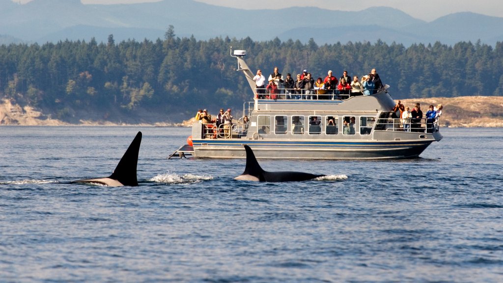 Schwules Whale-Watching