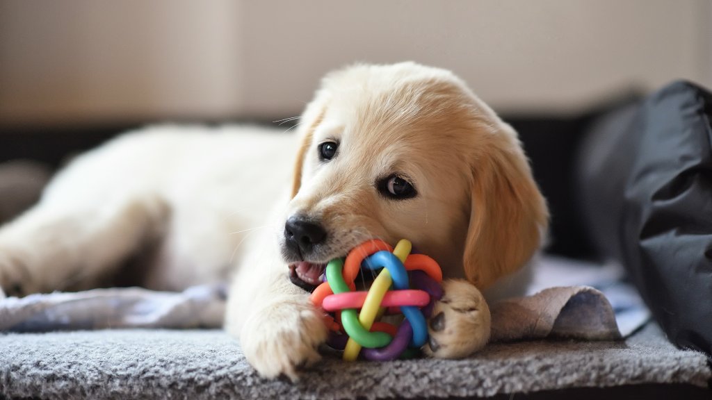 Shitstorms wegen Hundespielzeug 