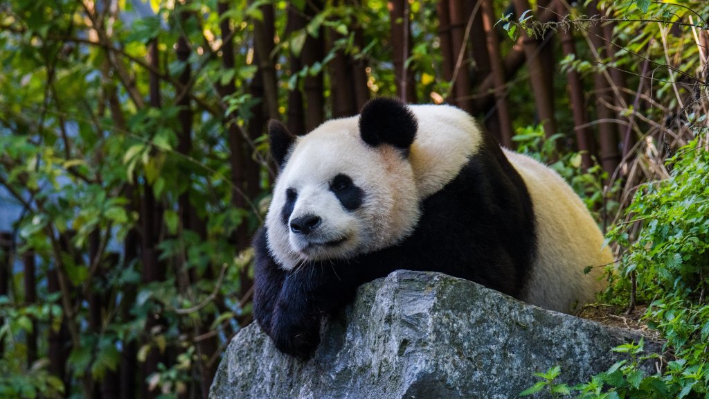 Schwule Pandabären