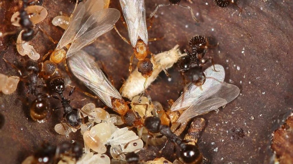 Ameisen setzen auf Jungfernzeugung: Nur Königinnen