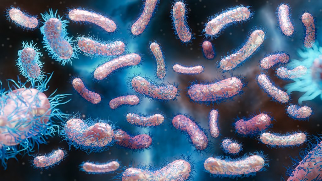 Shigella-Infektionen in England