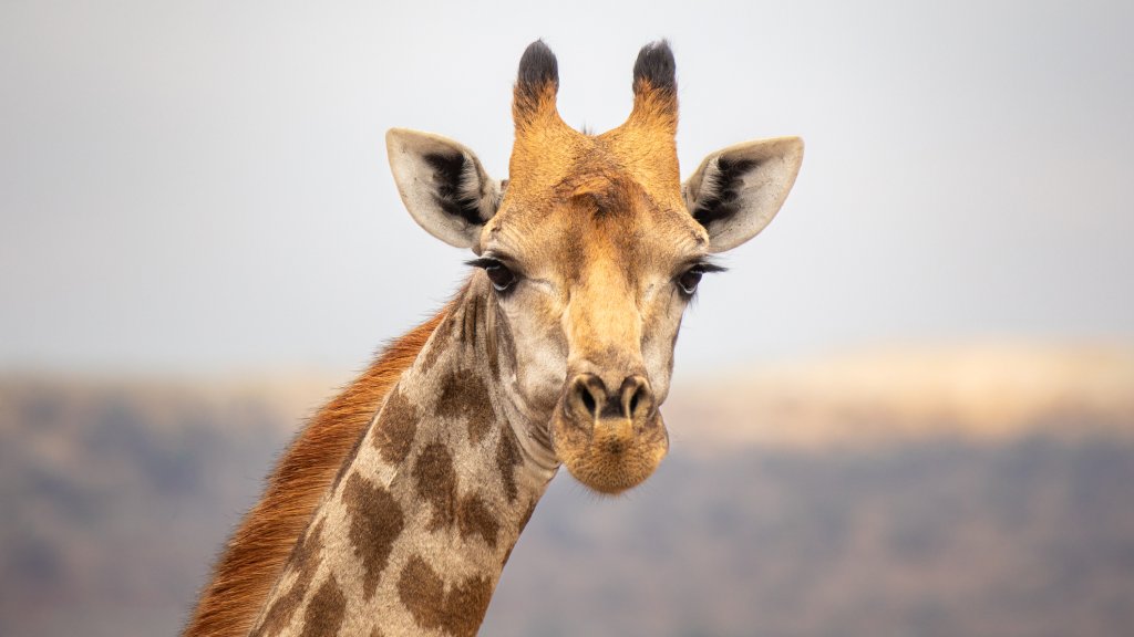 Keine schwulen Giraffen? 