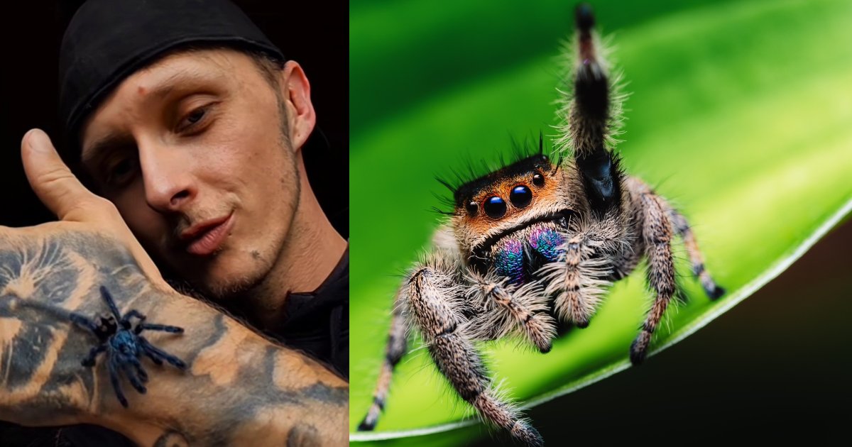 Der-Spinnenfl-sterer-Marv-Die-freundliche-Spinne-aus-der-Nachbarschaft