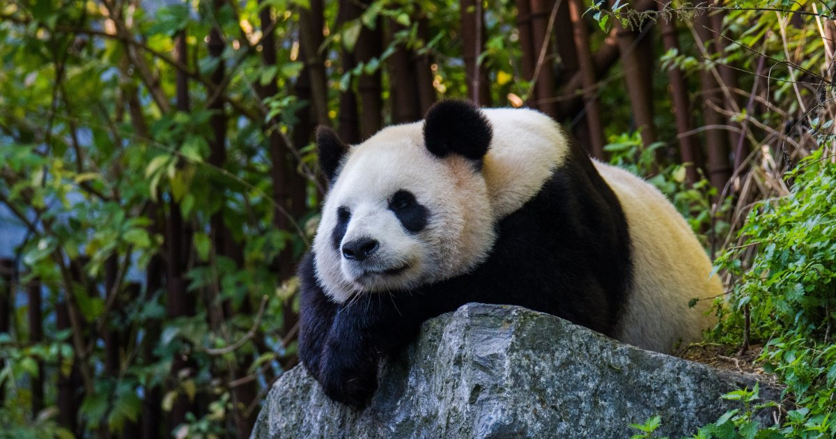 Schwule-Pandab-ren-Festnahme-zweier-Chinesen-nach-Blogbeitrag-ber-homosexuelle-Pandas