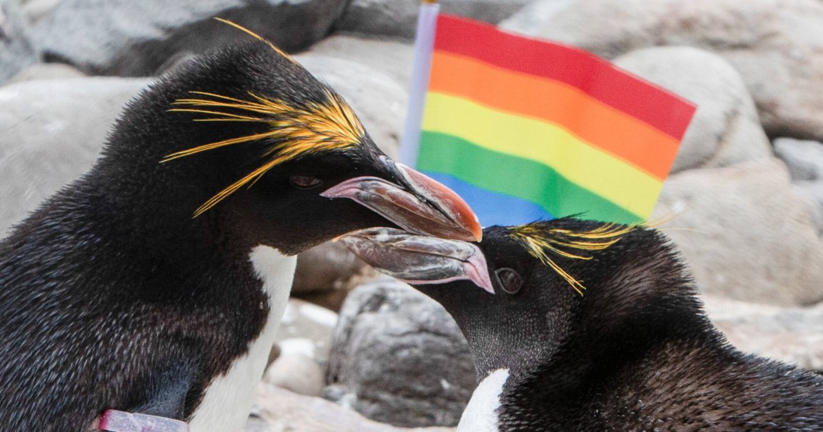 Homosexualit-t-bei-Tieren-Russische-Beh-rden-untersagen-Fachverlag-Berichterstattung