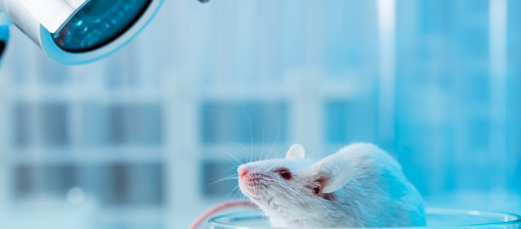 Forscher entfernen HIV-Erreger bei Mäusen // © D-Keine