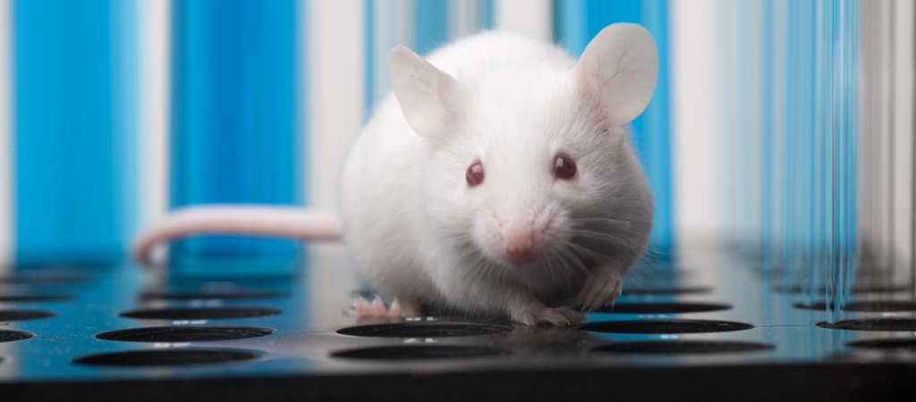 Schwuler Mäusealarm in Japan