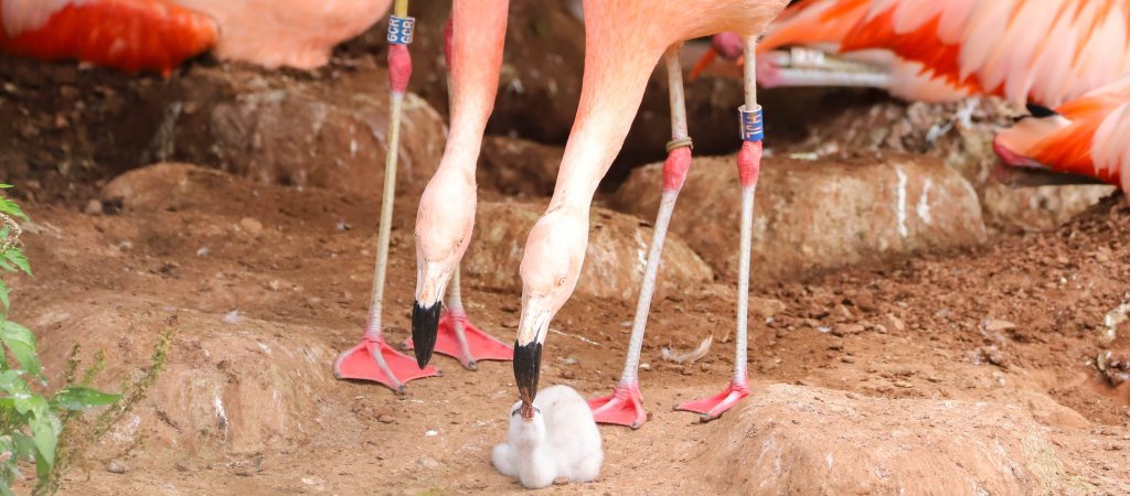 Schwule Flamingos