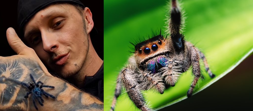 Der Spinnenflüsterer Marv aus Niedersachsen