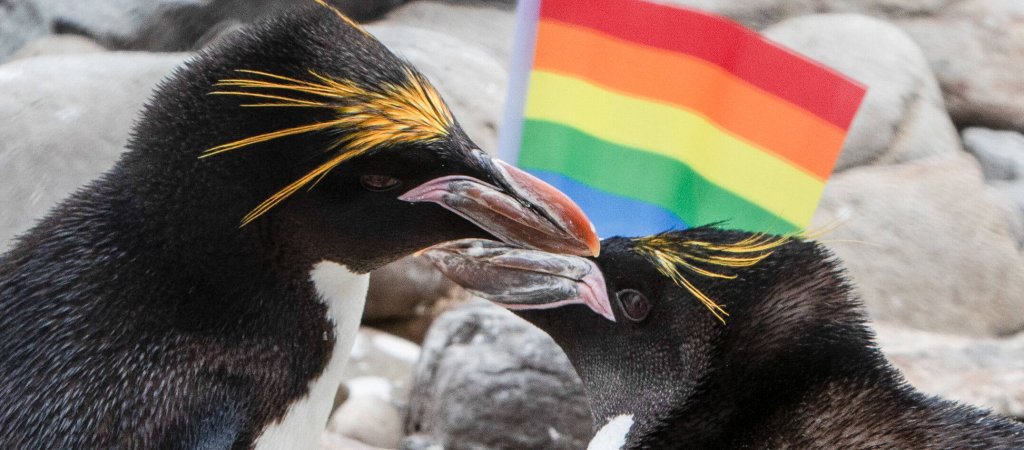 Homosexualität bei Tieren