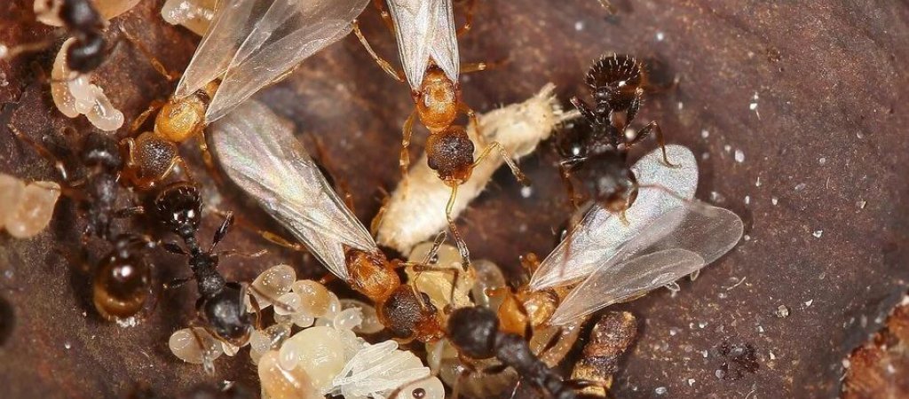 Ameisen setzen auf Jungfernzeugung: Nur Königinnen