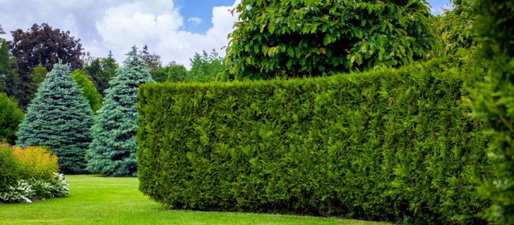 Mehr Privatsphäre im Garten: Warum Heckenpflanzen eine natürliche Lösung sind // © Bespalyi