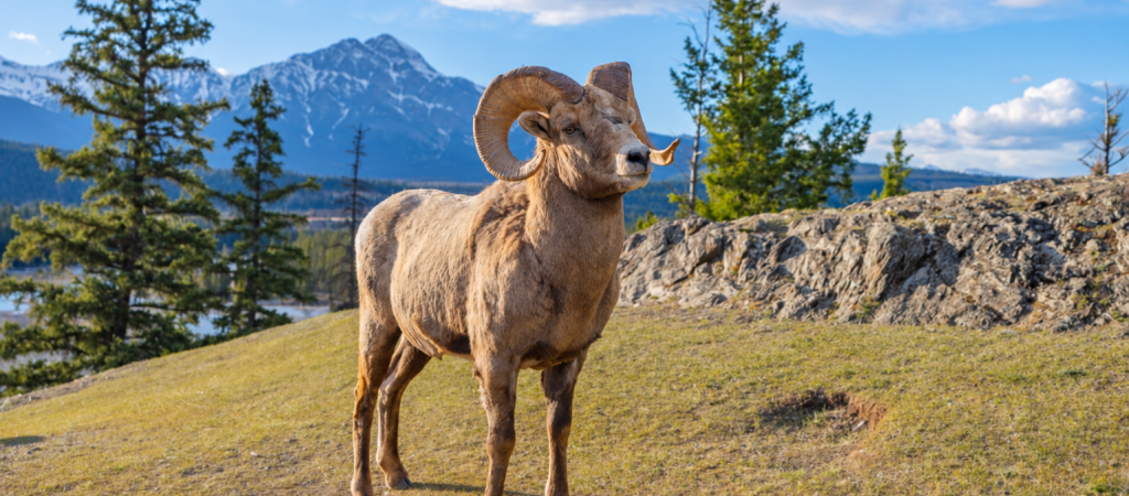 Ein Dickhornschaf-Widder vor Bergen und Nadelbäumen – Symbolbild