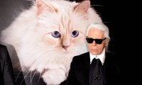 Krise bei Lagerfelds Katze 