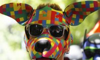 Puppy mit bunter Maske (Symbolbild) // © JanaShea