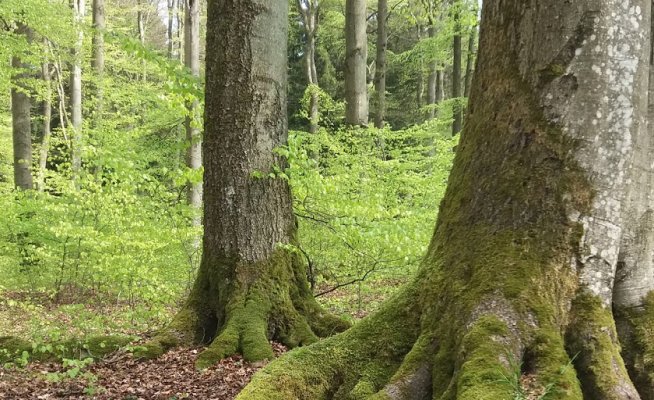 RuheForst Hümmel | Waldbestattung in der Eifel