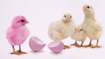 A chicken is born // © gchutka