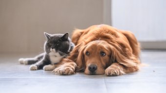 Hunde und Katzen sind dir zu langweilig?