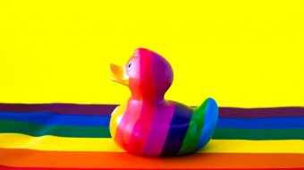 Drama um schwule Enten