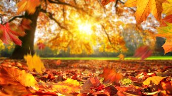Mit gesundem Halbwissen in den Herbst