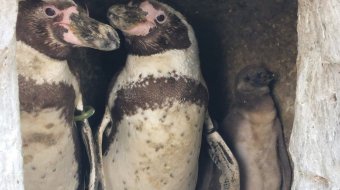 Schwules Pinguin-Paar aus englischem Zoo adoptiert ein Baby