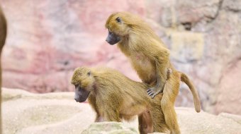 Ursprung der Homosexualität