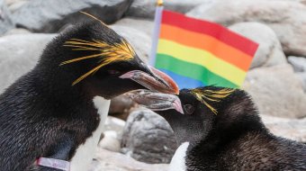 Homosexualität bei Tieren