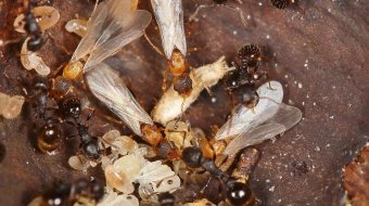 Ameisen setzen auf Jungfernzeugung: Nur Königinnen