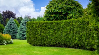 Mehr Privatsphäre im Garten: Warum Heckenpflanzen eine natürliche Lösung sind // © Bespalyi