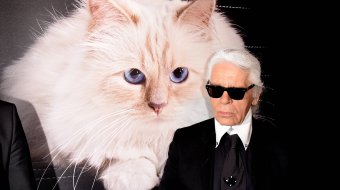 Krise bei Lagerfelds Katze 