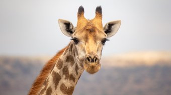 Keine schwulen Giraffen? 