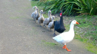 Tierische Vogelliebe 