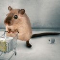 Miniaturbild