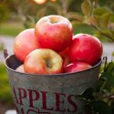 Herbst-Rezepte